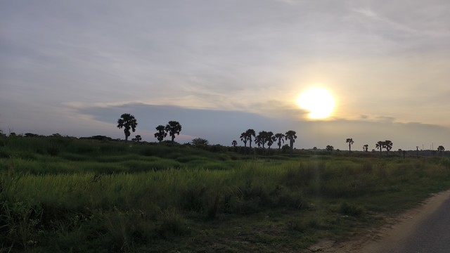 A sunset scene. The sun lies low in the horizon, a smudgy white disc with a yellowish outer ring. Clouds hung below it. A grassy bush underlit in the foregrown, a dark shade of green. A row of palm trees are silhoutte in the middle ground - they are a type of palm trees, not the ones you see in the beaches, but this is a favourite dish of elephants. They swallow it whole and shit out the seeds so the trees grow wanton in Murchison falls national park, Uganda.