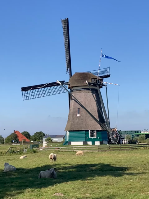 Video of a wooden Dutch windmill on a field with some sheep around. Endless loop made by the iPhone‘s live photo feature.