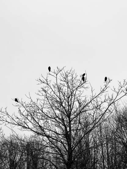 5 crows are sitting on top of a barren tree. Black and white photograph with a featureless sky.