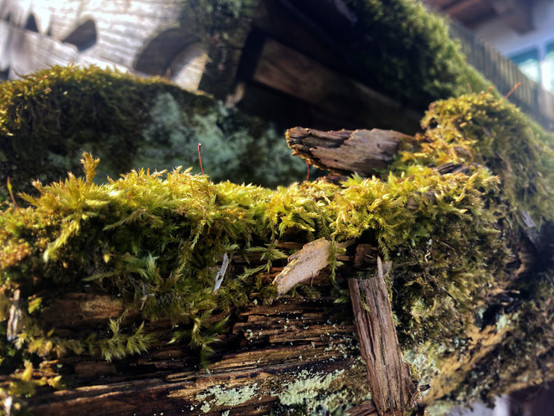 Close-up photo of green moss growing on a piece of splintered wood. It's the end of a rain gutter on a wooden roof. The part of the moss that is in focus is lit by warm orange sunlight, the out of focus background is somewhat cooler.