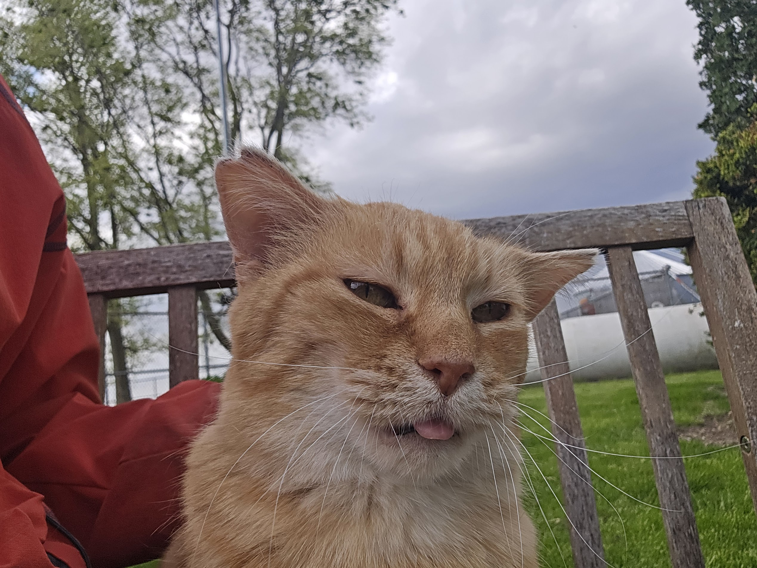 An orange cat with her tongue sticking out, sitting on a wooden bench outdoors.